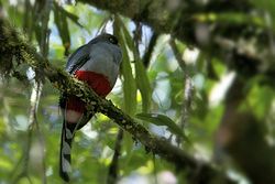 Papagayo o Trogón de la Hispaniola(Priotelus roseigaster)