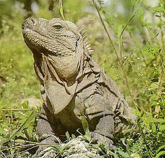 iguana de Ricord (Cyclura ricordi)
