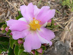 Flores de Pereskia grandiflora