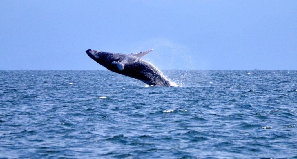 Ballena en Banco de la Plata.