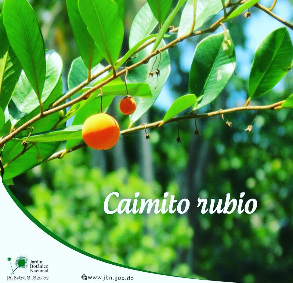 Caimito rubio (Goetzea ekmani)
