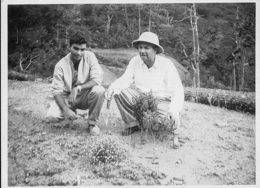 La Nevera, Peravia. Sept. 1962. Eugenio Marcano, José Marcano. (Paepalanthus domingensis Ruhl.)