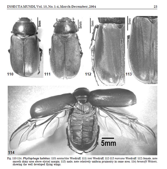 Phyllophaga marcano