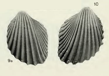 Trigoniocardia marcanoi