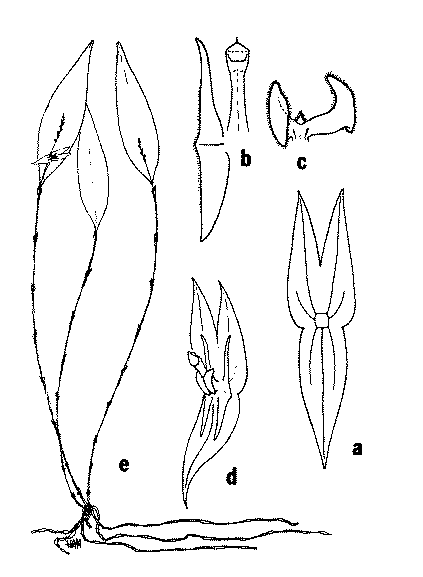 Lepanthes marcanoi