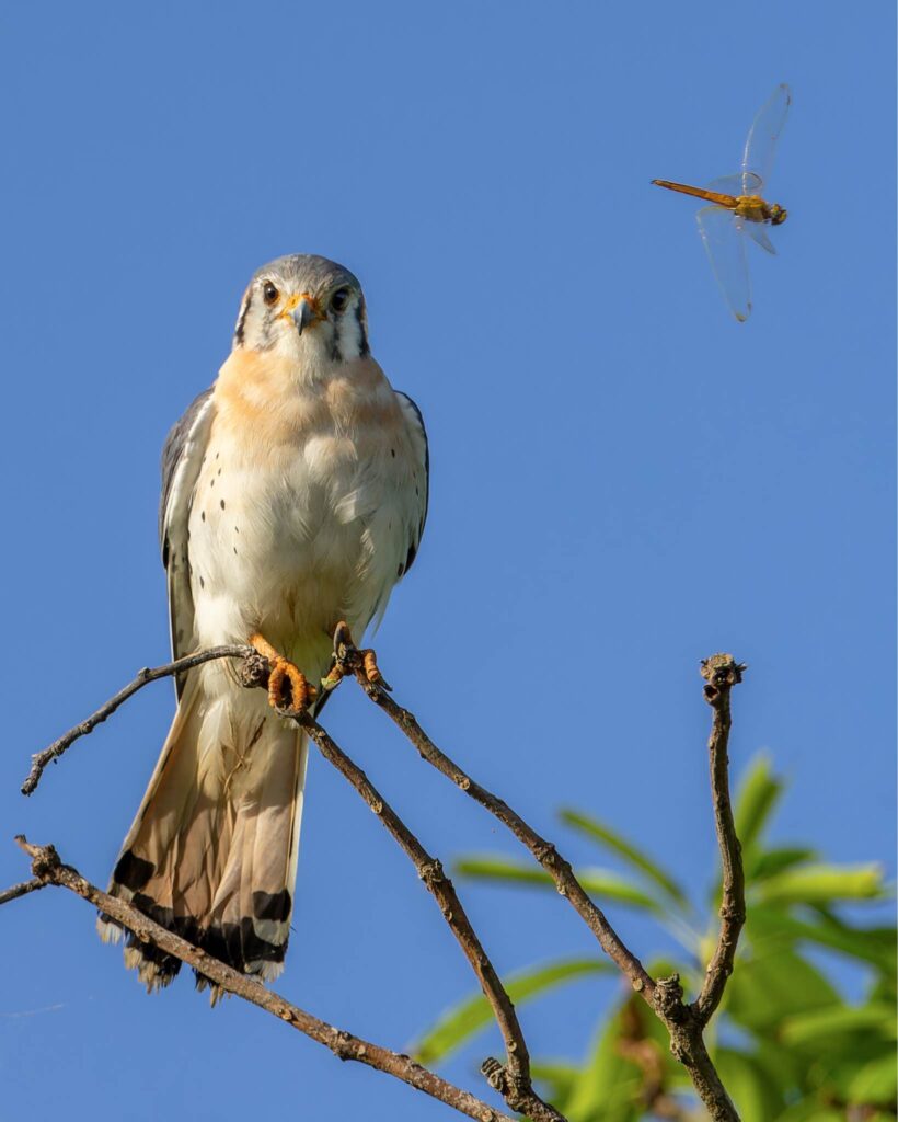 Cuyaya o Cernícalo (falco Sparverius)