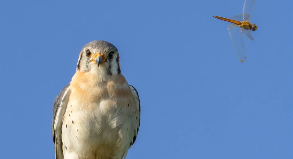 Cropped Cuyaya O Cernicalo Falco Sparverius.jpg