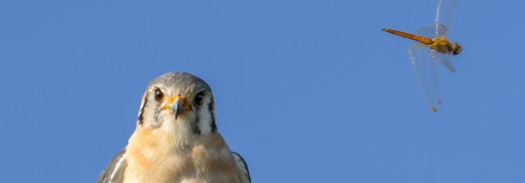 Cropped Cuyaya O Cernicalo Falco Sparverius.jpg