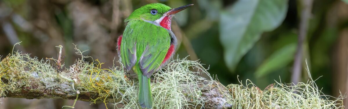 Cropped Chicui Todus Angustirostris Fritz Pichardo 2044.jpg