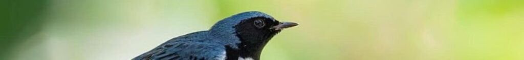 Cigüita Azul O Garganta Negra Macho (setophaga Caerulescens) Small