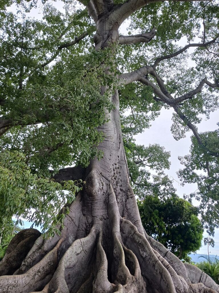Ceiba de Tamboril